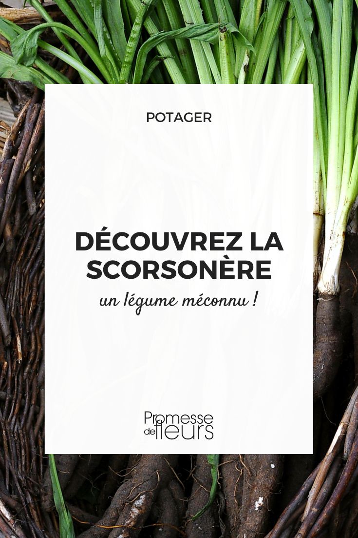 Discover the scorzonera, a vegetable to grow in the vegetable garden. grow black salsify