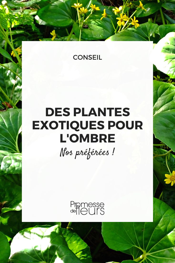 Exotic Plants