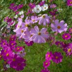 Keep smiling: late flowerings chase away the end-of-summer blues!