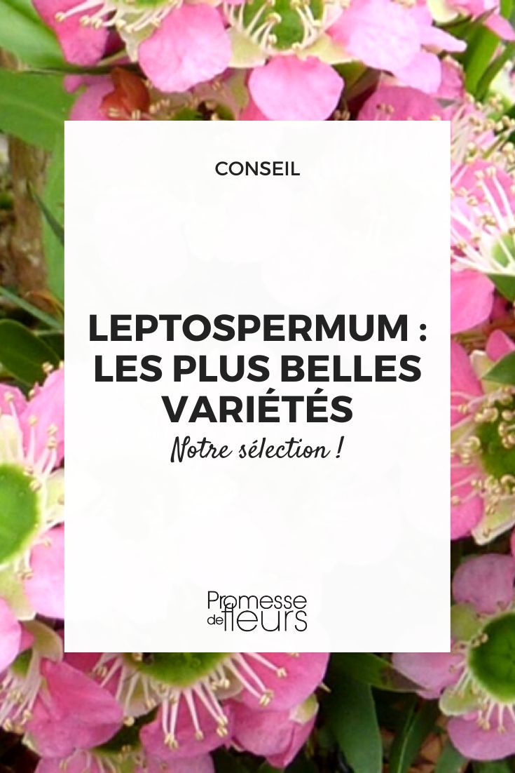 The most beautiful varieties of Leptospermum New Zealand heathland myrtle, our selection