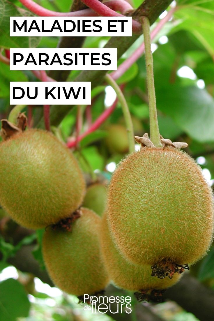 Diseases and Parasites of Kiwi Kiwi