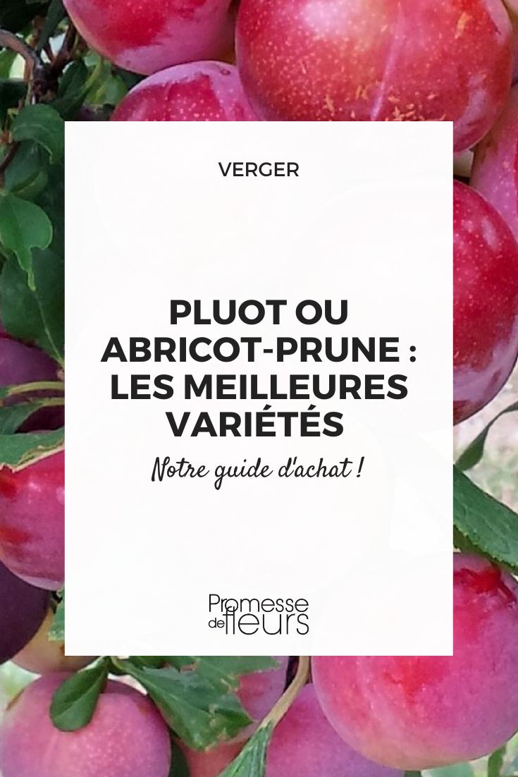 Pluot or apricot-plum the best varieties pluot apricot-plum buying guide