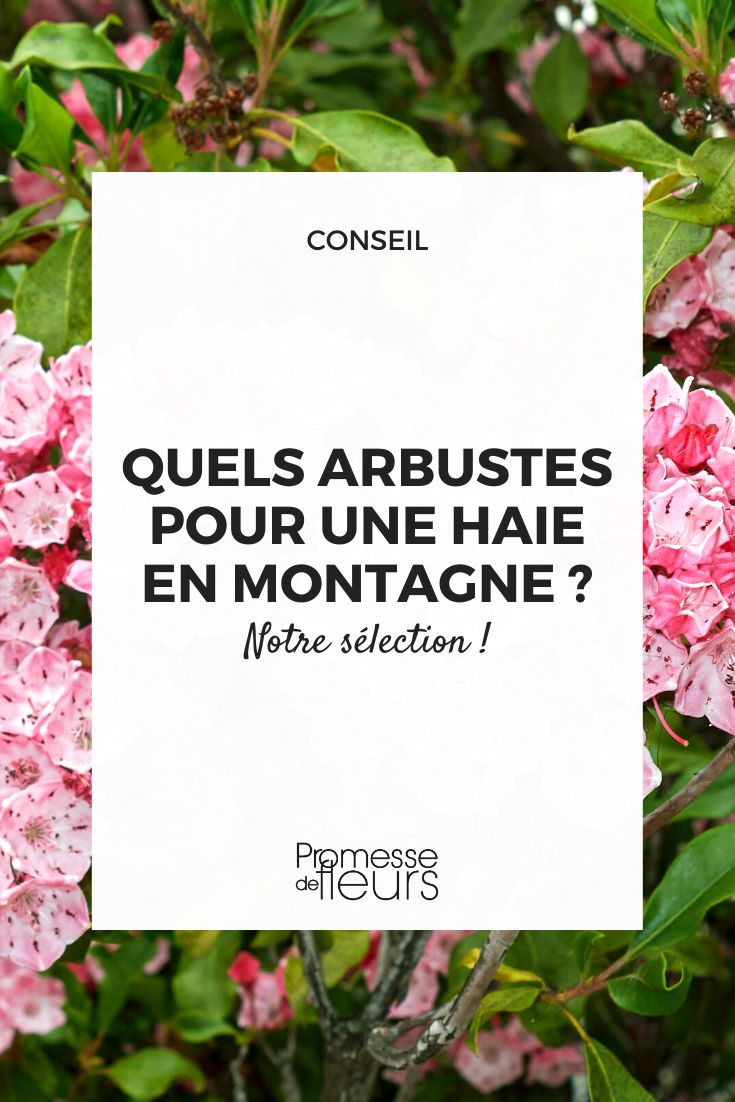 planting a hedge in a mountainous region