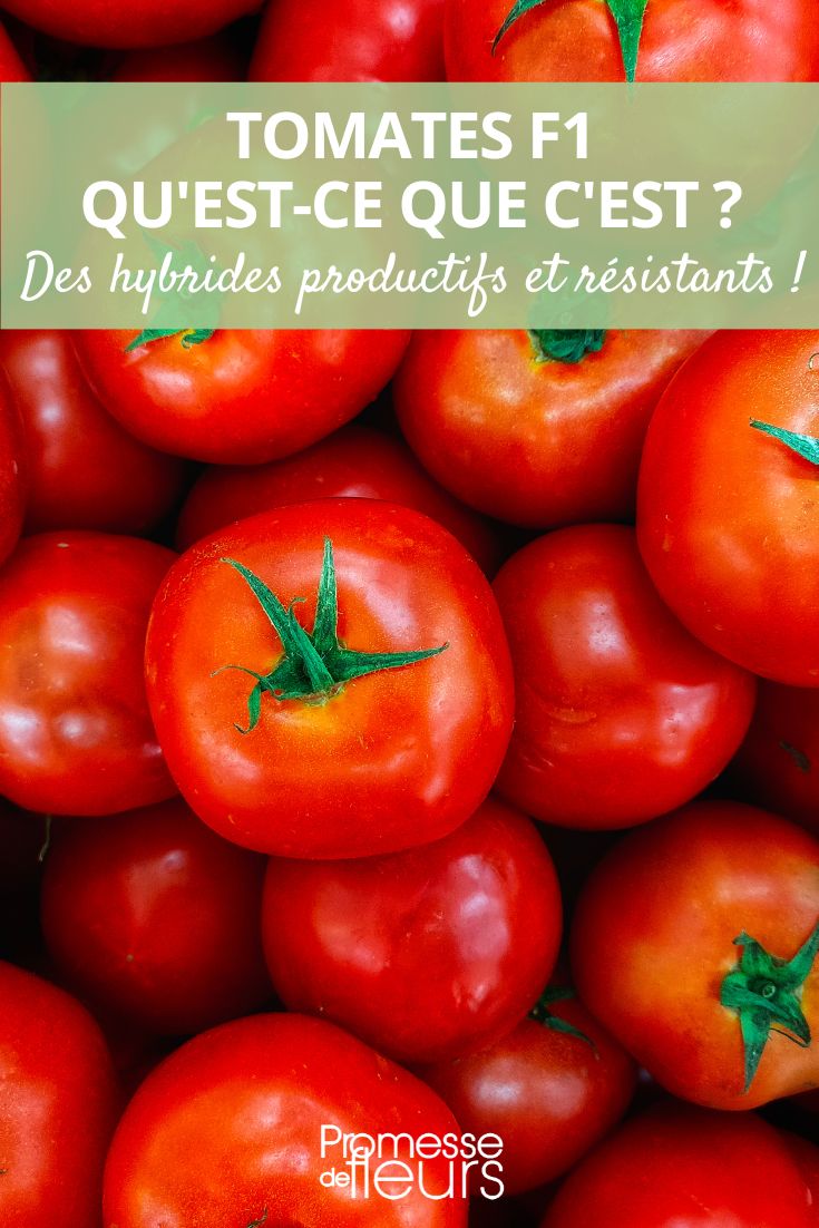 F1 hybrid tomatoes