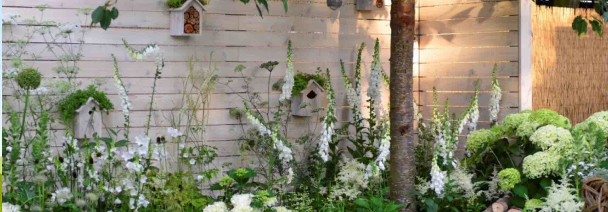 Which bushes to plant along a wall or low wall?