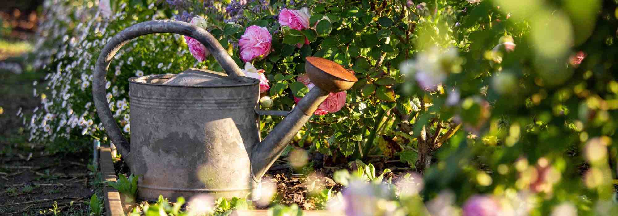 Is my plant thirsty or overwatered?