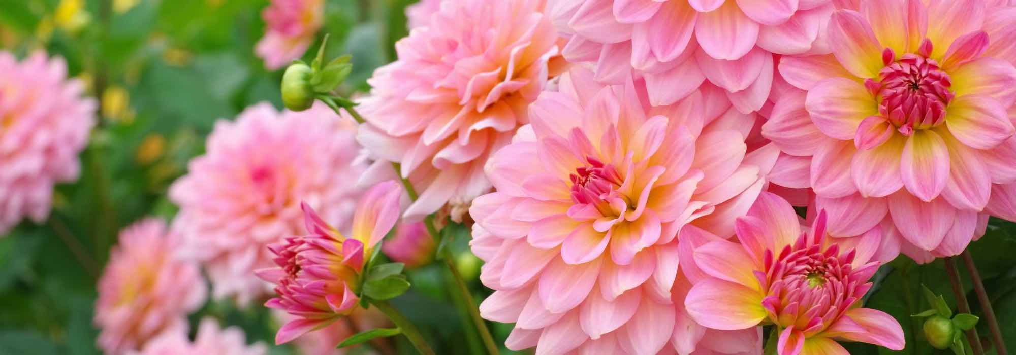 Growing summer bulbs in pots