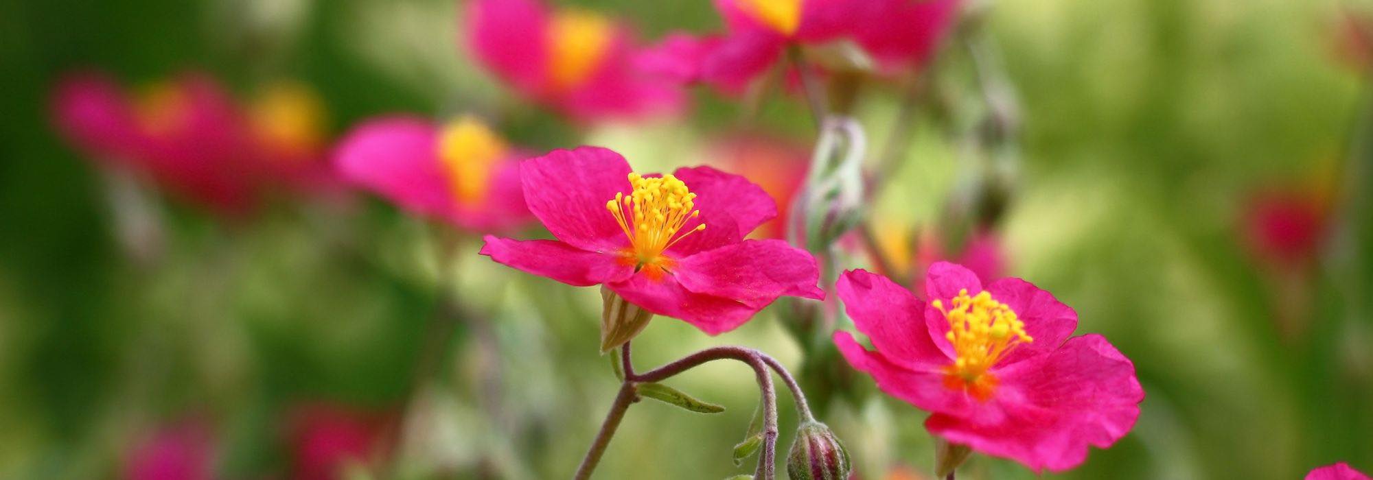 Choosing a rock rose