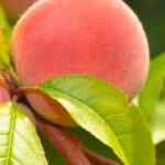 How to choose a peach tree or a nectarine tree?