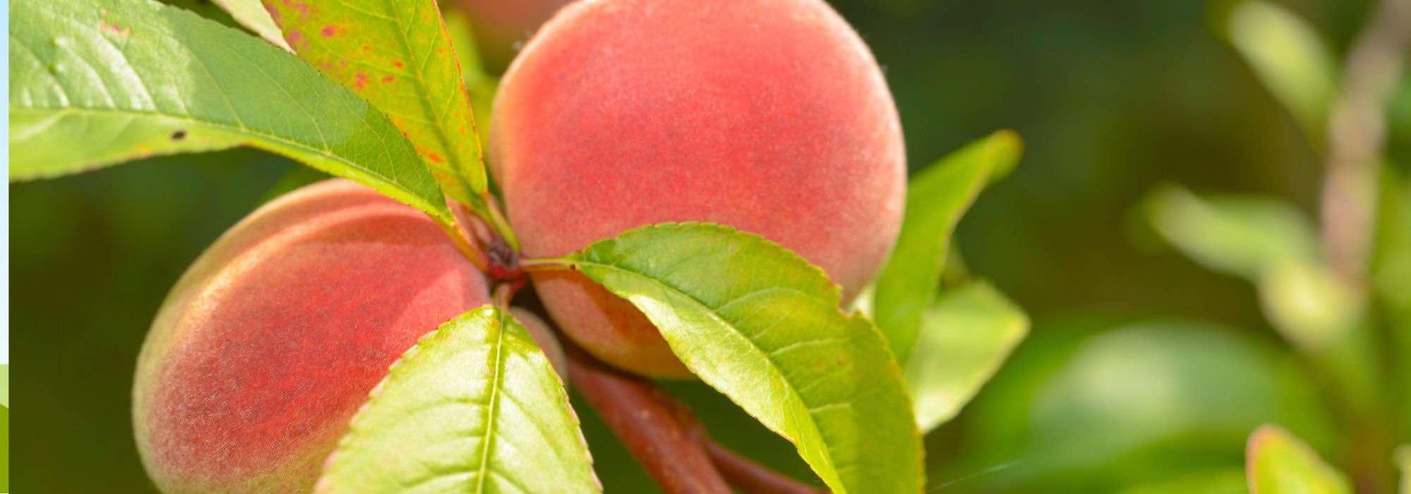 How to choose a peach tree or a nectarine tree?