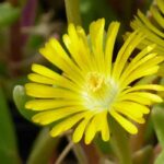 Choosing a Delosperma