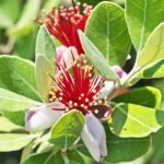 Choosing a Brazilian Guava or Feijoa