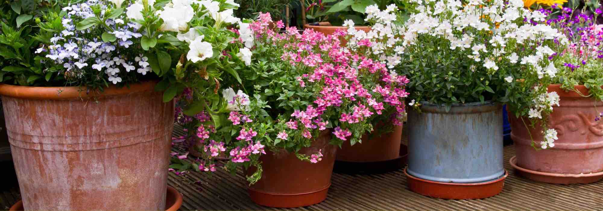 How to choose the ideal pot for repotting a plant?