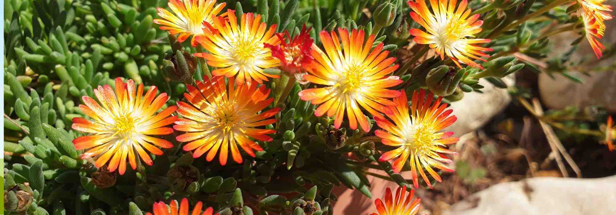 5 Delosperma plants with orange or yellow flowers.