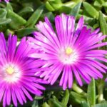 6 pink-flowered Delosperma