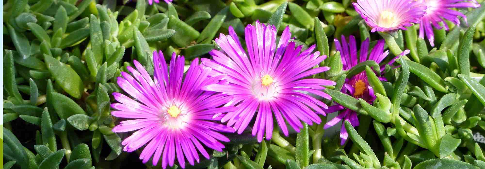 6 pink-flowered Delosperma