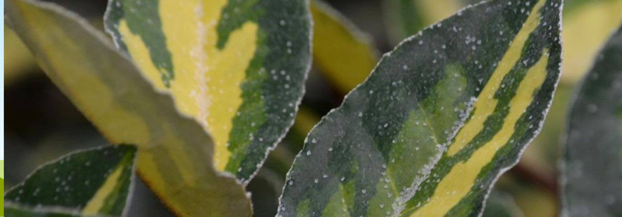 Variegated Elaeagnus: the most beautiful varieties