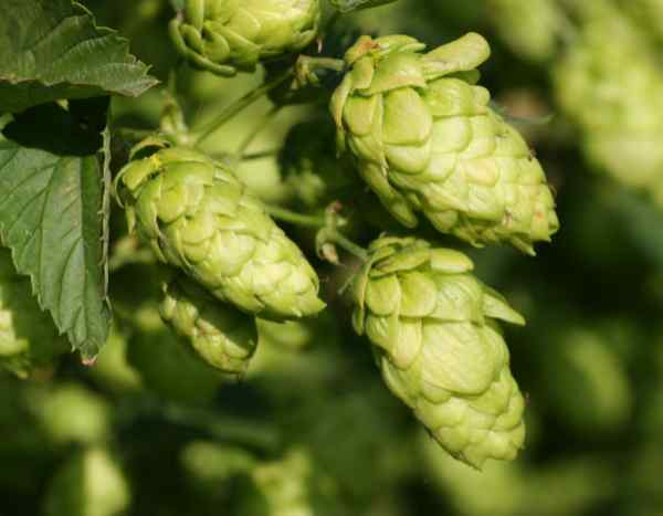 How to dry and store hops?
