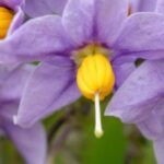 7 climbing plants for acidic soil