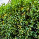 Laurel hedge: variety selection, planting, and maintenance