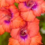 7 multicoloured gladioli