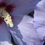 5 hibiscus plants with mauve or blue flowers