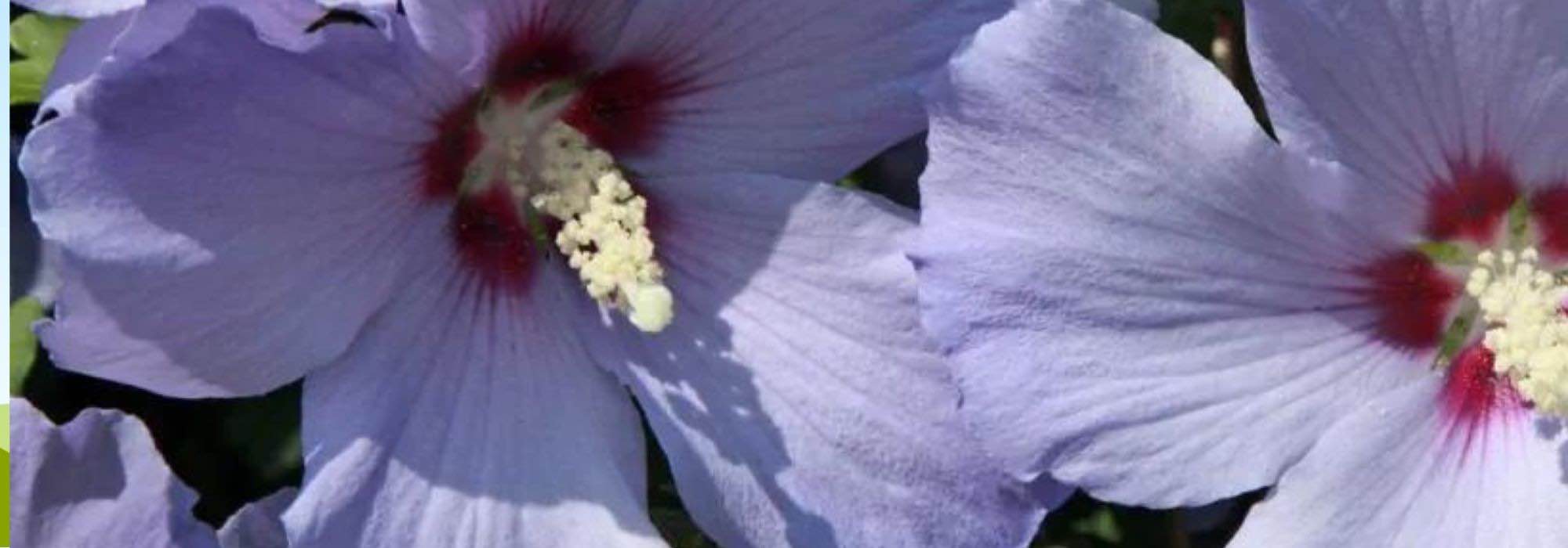 5 hibiscus plants with mauve or blue flowers.