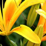 How to have lilies in bloom all summer?