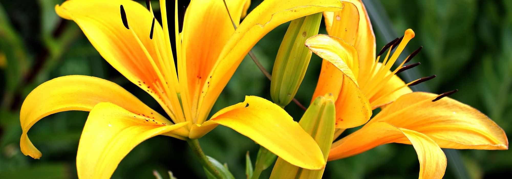 How to have lilies in bloom all summer?