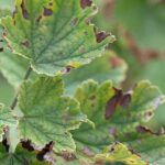 Diseases and pests of blueberries