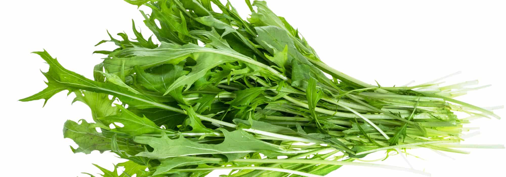 How to grow mizuna successfully?