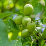 Walnut tree: how to choose the right variety?