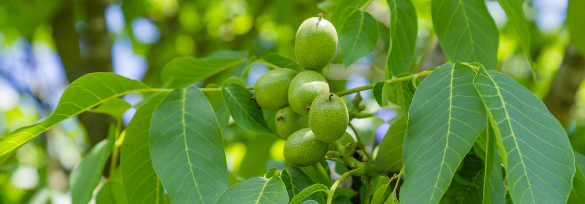 Walnut tree: how to choose the right variety?