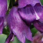 5 penstemons with purple or mauve flowers