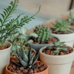 Small houseplants for small spaces