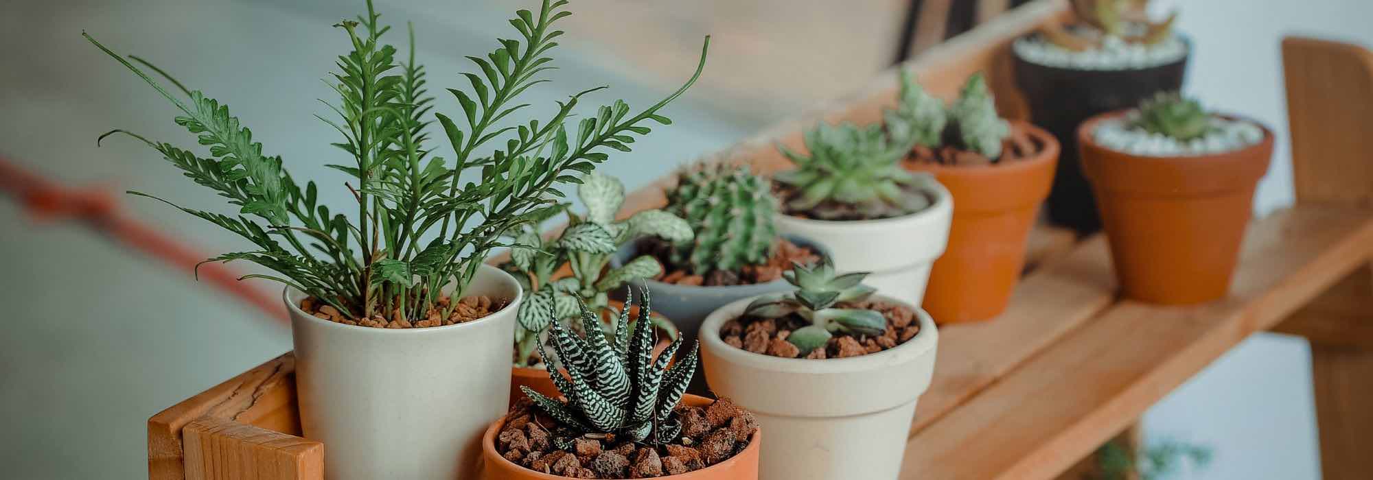 Small houseplants for small spaces