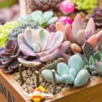 Perfect indoor plants to give as gifts