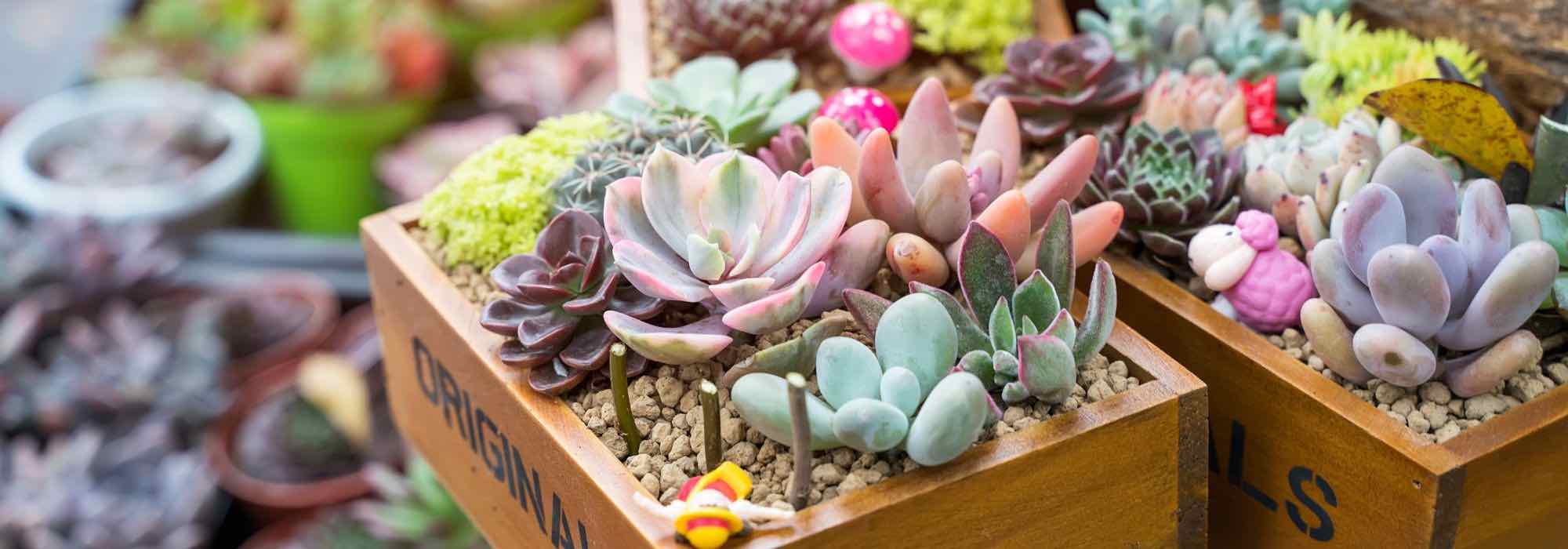 Perfect indoor plants to give as gifts