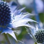 Taproot plants: how and where to plant them?