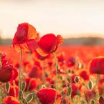 Let's plant native species to attract pollinating insects.