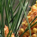 Fire risk: 10 flammable plants to avoid in the garden