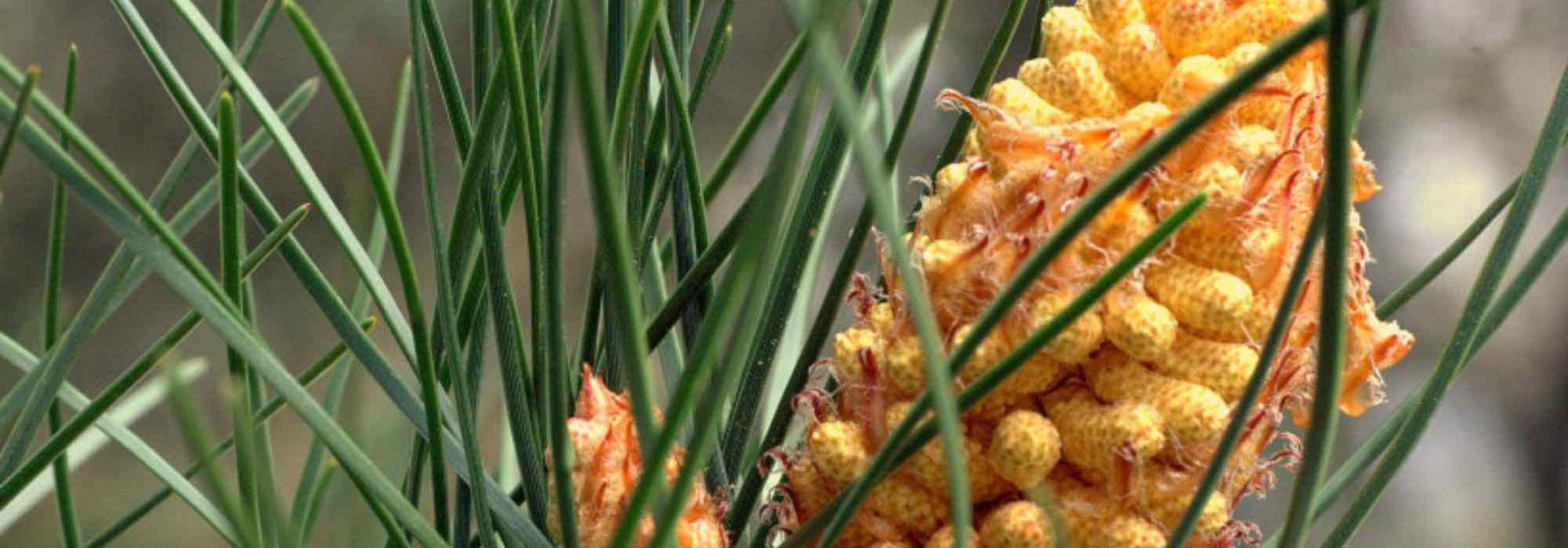 Fire risk: 10 flammable plants to avoid in the garden