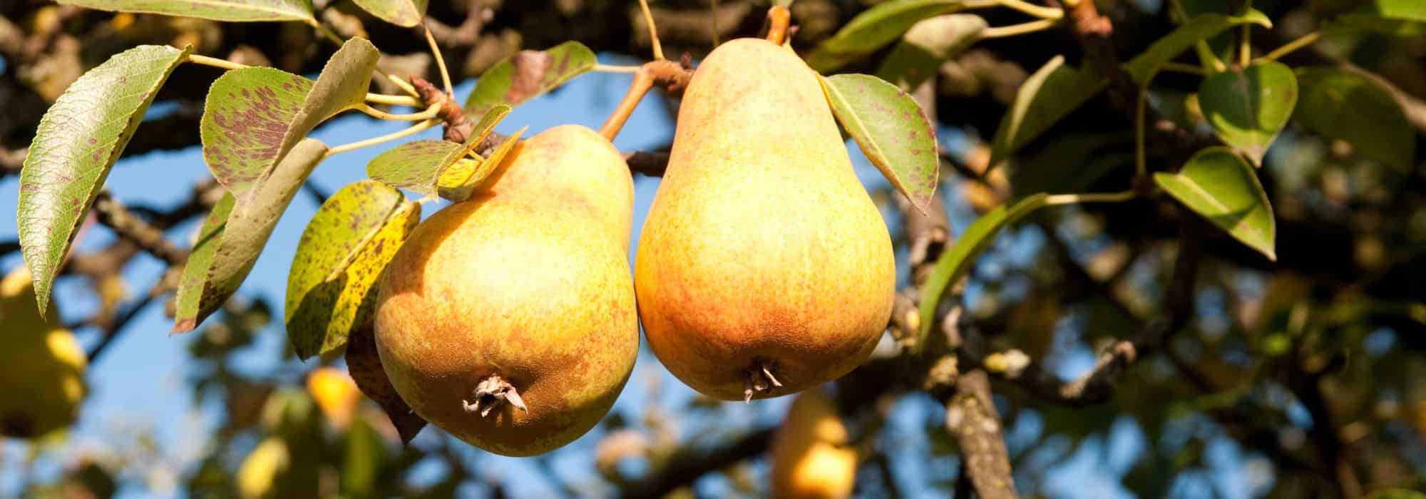 How to choose the right pear tree?: our buying guide