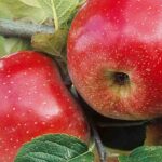 Apple tree: how to choose the right variety?