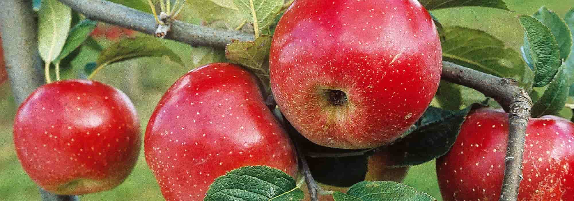 Apple tree: how to choose the right variety?