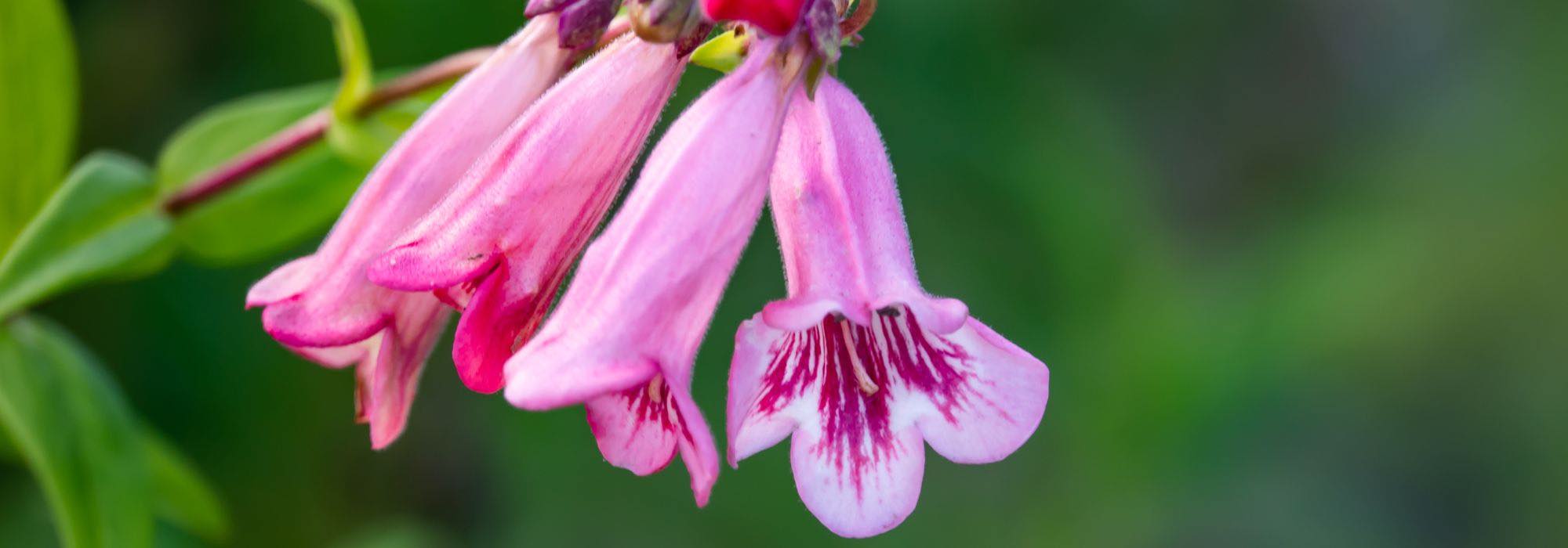 5 Penstemons with pink flowers