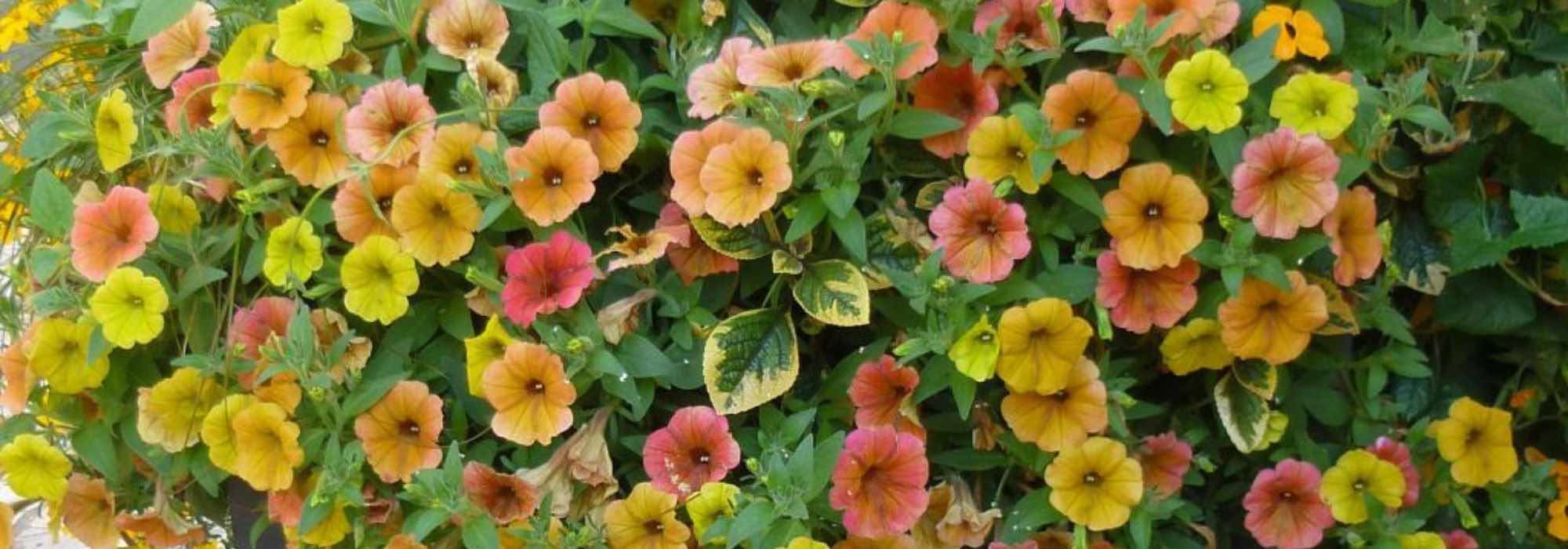 7 Surfinia and petunia plants to brighten up the terrace or garden