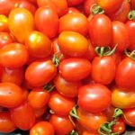 F1 Tomatoes: what are they, really?
