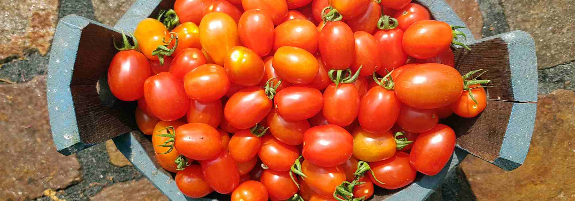 F1 Tomatoes: what are they, really?