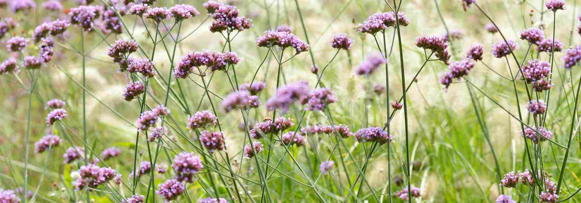 7 long-flowering perennials for sunny spots